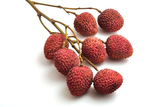 Branch of lychees