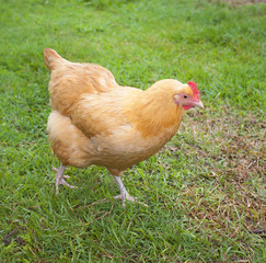 Walking chicken