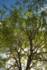 Tree in autumn colours