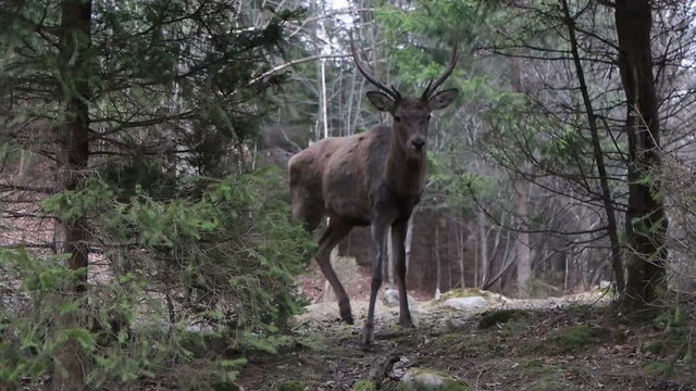 buck deer goes through the forest, slow motion