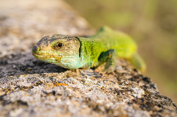 Green lizard close up