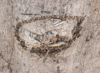 wood texture/wood texture background