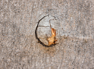 wood texture/wood texture background