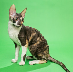 Cat breed Cornish Rex