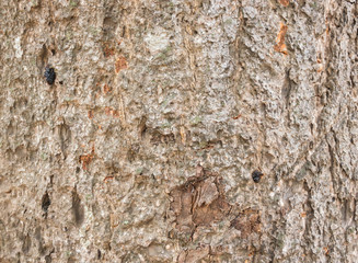 wood texture/wood texture background