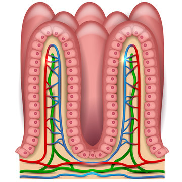 Intestinal villi anatomy, small intestine lining