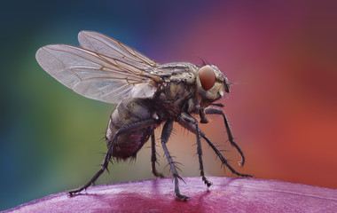 Extra-sharp shot of the home fly on the apple