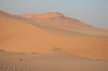 Small green tree and sand dunes in Oman