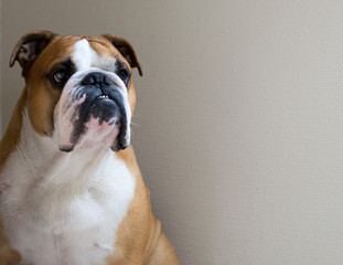 Portrait of serious calm English bulldog