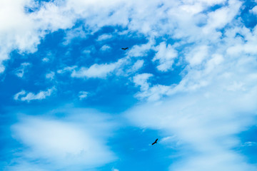 Deux aigles dans le ciel à la recherche de proie.