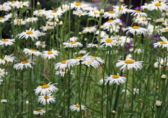 Fototapeta premium Field of camomiles