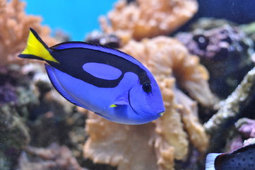 Fototapeta na wymiar Blue fish