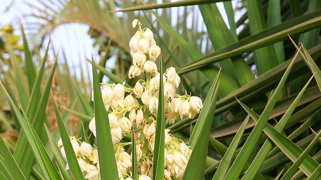 Zooming out from white flowers of yucca
