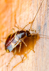  cockroach on the wooden floor 