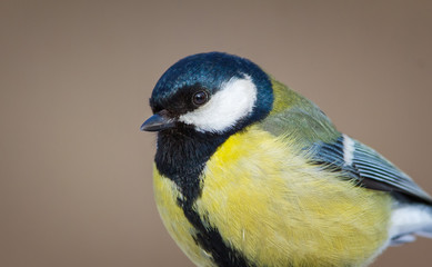 The Portrait of Great Tit