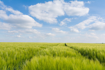 Getreidefeld im Burgenlandkreis, Sachsen-Anhalt
