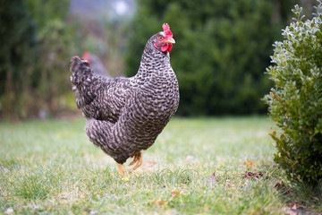 Huhn auf einer Wiese