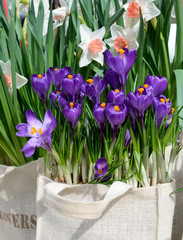 Purple crocuses and daffodils in white decorative bags
