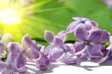 Lilac flowers in sunlight close up