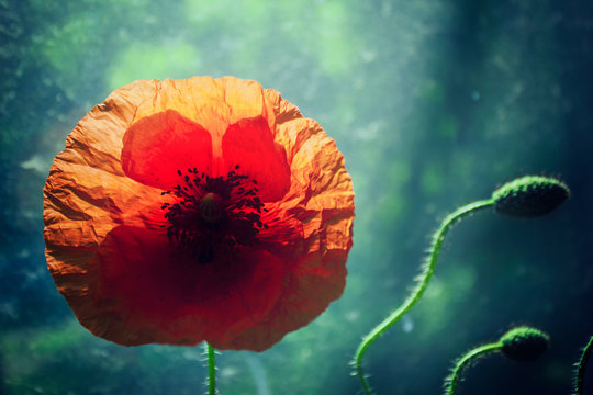 Beautiful poppy flower against brightly lit green background, backlight