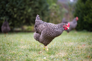 Huhn auf einer Wiese