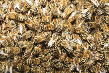 Oberfl&auml;che einer Bienen- Schwarmtraube, 