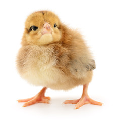 Small yellow chicken.