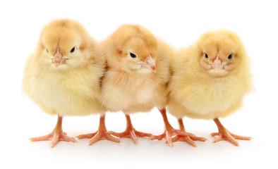 Fototapeta premium Three yellow chickens.