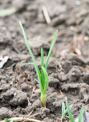 young green garlic