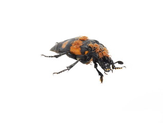 The carrion beetle Nicrophorus vespilloides on white background