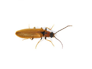 The small brown click beetle Denticollis linearis on white bakground