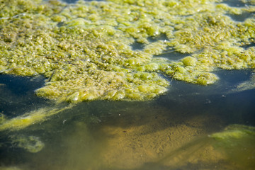 green algae patterns on the water
