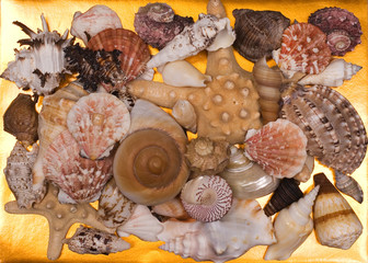 A collection of seashells for backgrounds