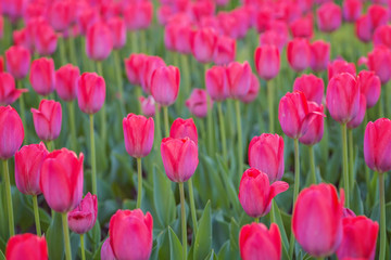 Group of red tulips in the park. Spring landscape.