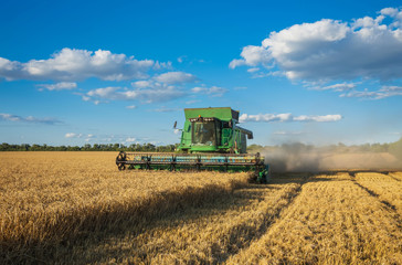 Harvesting combine in the field cropping cereal field