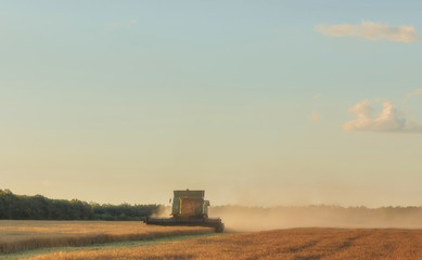 Fototapeta premium Harvesting combine in the field cropping cereal field