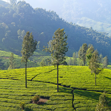 Tea plantation in Munnar, Kerala, South India
