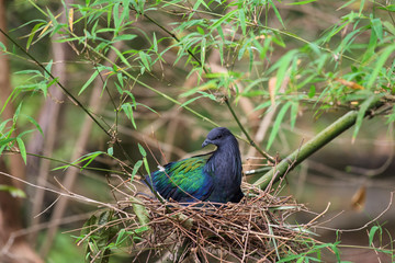 Nicobar Pigeon bird on the nest