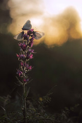 Black-veined White butterfly, Aporia crataegi on Echium vulgare (Viper's Bugloss or Blueweed )