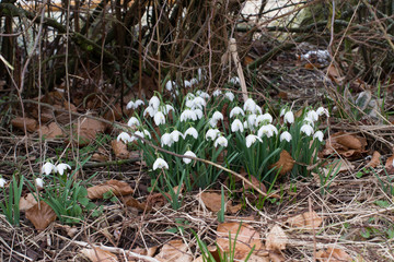 Snowdrops at backyard of forest