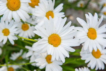 Obraz na płótnie Canvas Daisy flower