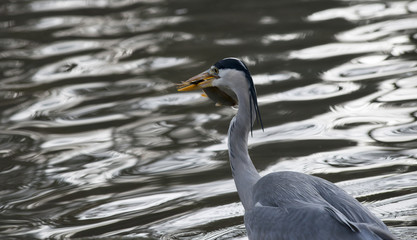 Graureiher oder Fischreiher (Ardea cinerea cinerea) mit gefangener Rotfeder (Scardinius erythrophthalmus) im Schnabel, Hessen, Deutschland