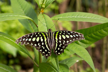 Obraz premium Garten voller Schmetterlinge