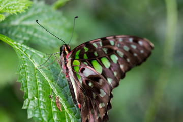 Garten voller Schmetterlinge © UrbanExplorer