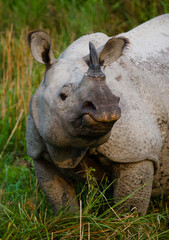 Fototapeta premium Portrait of a Wild Great one-horned rhinoceros. India. 