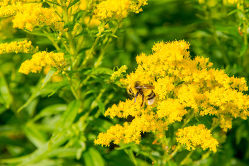 Goldenrod