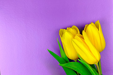 three yellow tulips  on a purple background