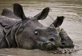 Obraz premium Two Wild Great one-horned rhinoceroses lying in a puddle. India. 