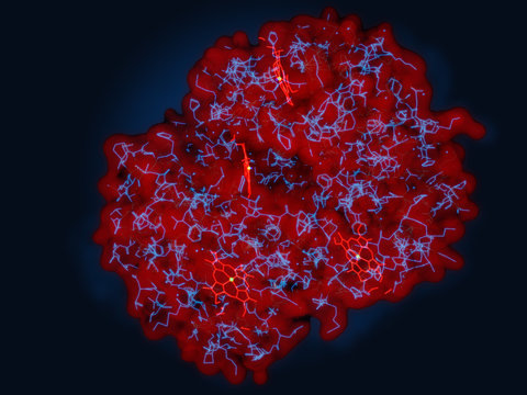 Hemoglobin-Molekül