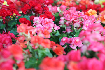 Obraz premium colorful begonia flower